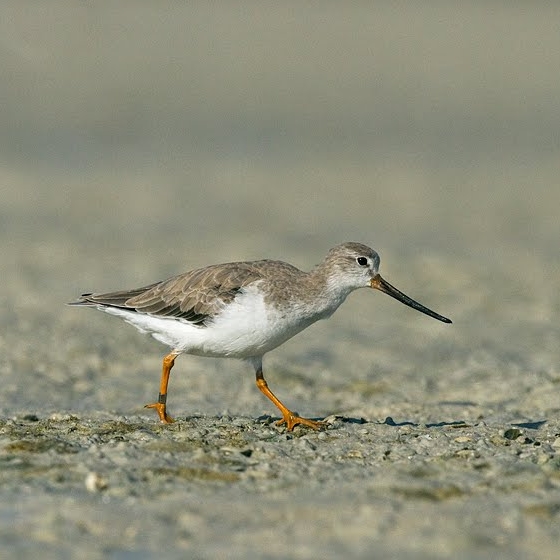 Terek Sandpiper, Yoav Perlman