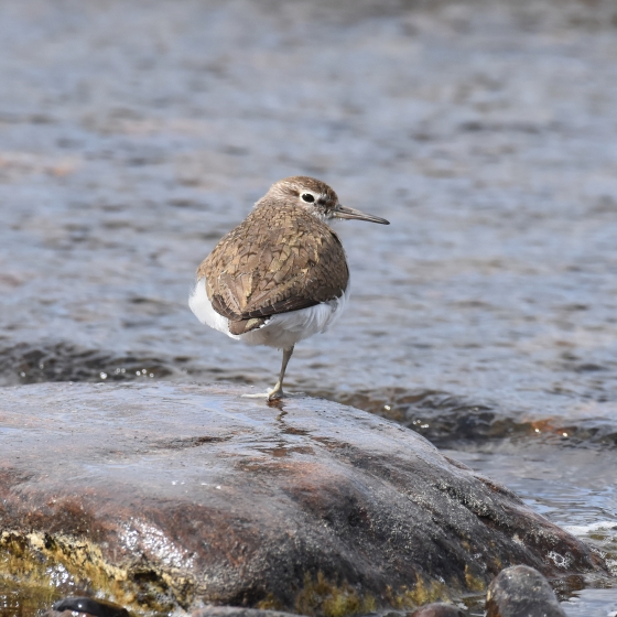 Common Sandpiper, Moss Taylor