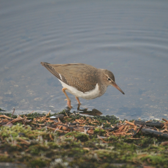 Spotted Sandpiper, Simon Gillings