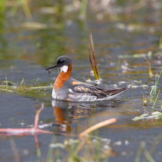 Red-necked Phalarope, Chris Knights