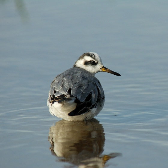 Grey Phalarope, Neil Calbrade