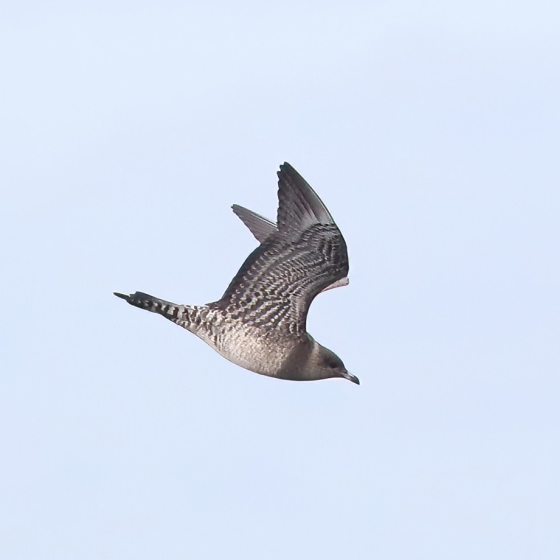 Long-tailed Skua, Brendan Doe