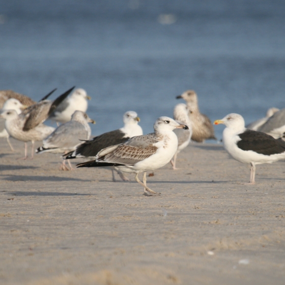 Great Black-headed Gull, Simon Gillings