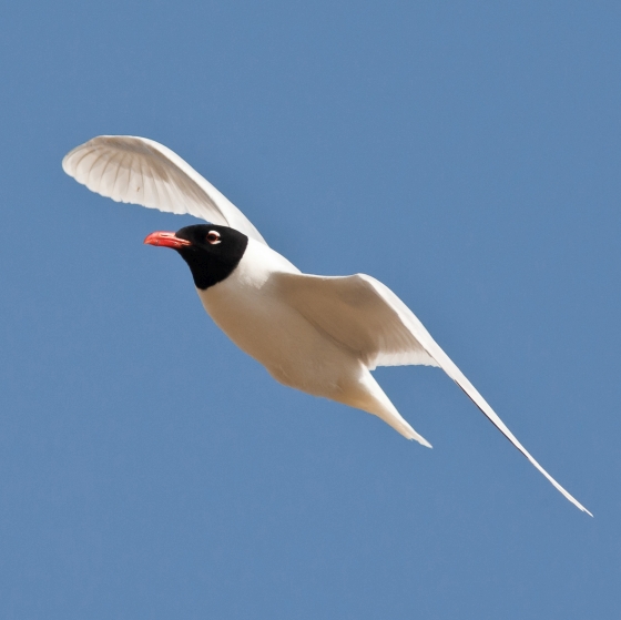 Mediterranean Gull, Allan Drewitt