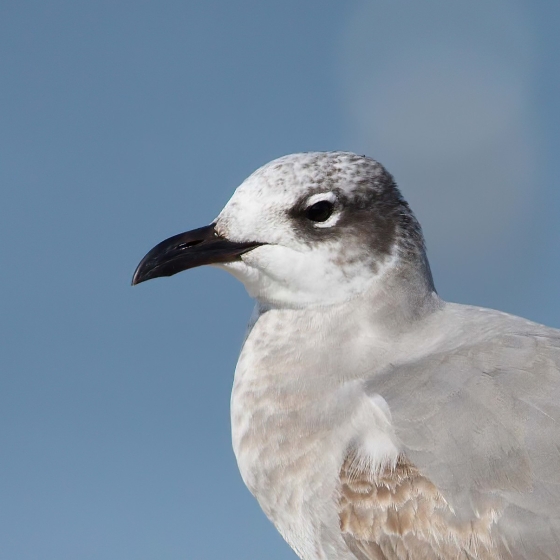 Laughing Gull, Brendan Doe