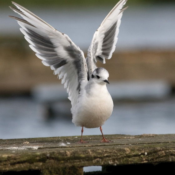 Little Gull, Graham Catley