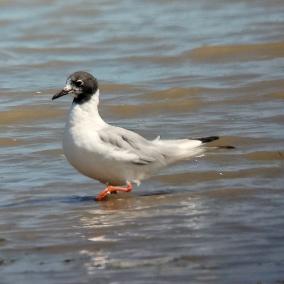 Bonapartes Gull, Toby Carter