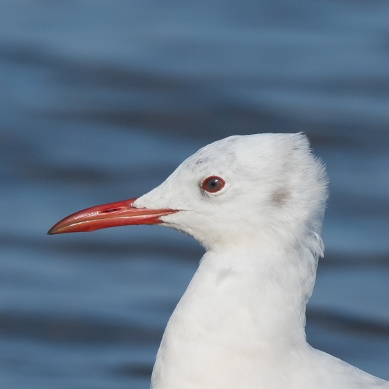 Slender-billed Gull, Philip Croft