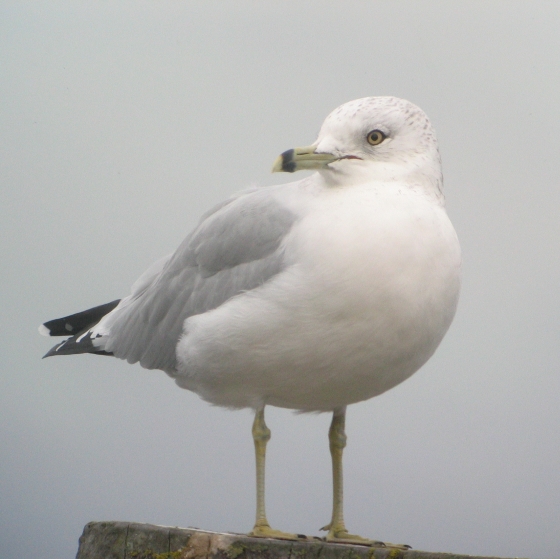 Ring-billed Gull, Simon Gillings