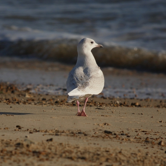 Iceland Gull, Scott Mayson