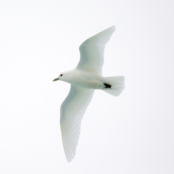 Ivory Gull, Edmund Fellowes