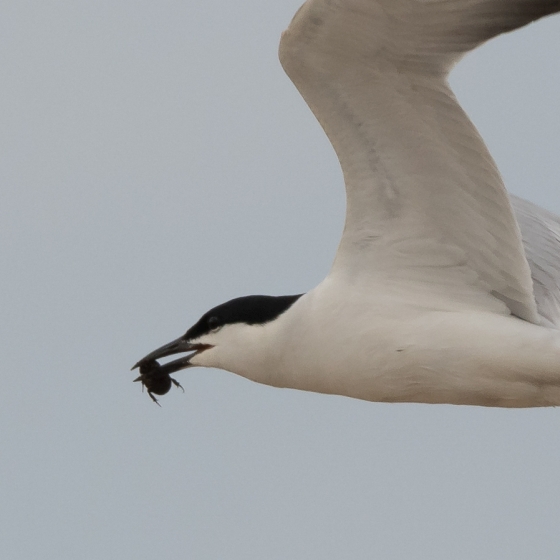 Gull-billed Tern, Philip Croft