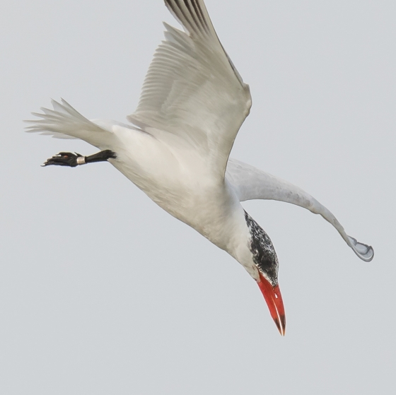 Caspian Tern, Philip Croft