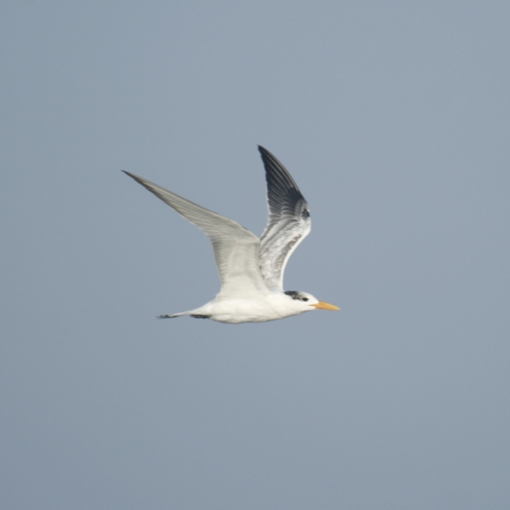 Royal Tern, Simon Gillings