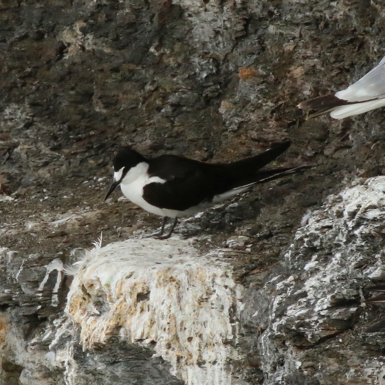 Sooty Tern, Tom Cadwallender