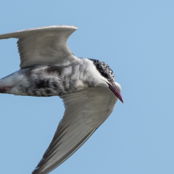 Whiskered Tern, Philip Croft