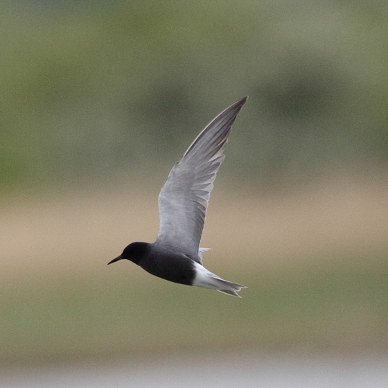 Black Tern, Graham Catley