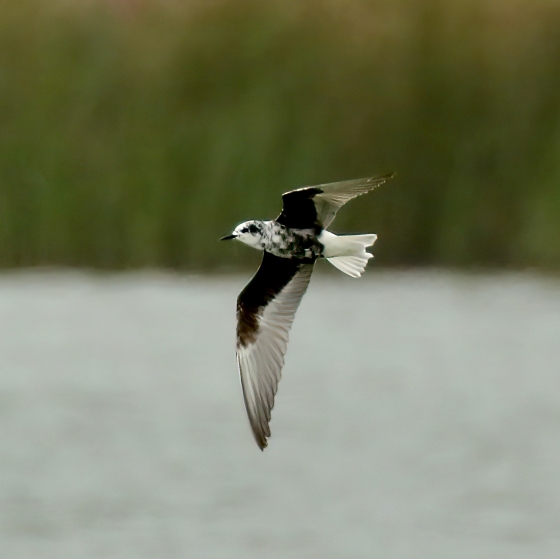 White-winged Black Tern, Tom Cadwallender