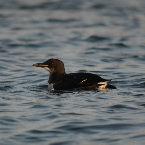 Brunnichs Guillemot, Scott Mayson