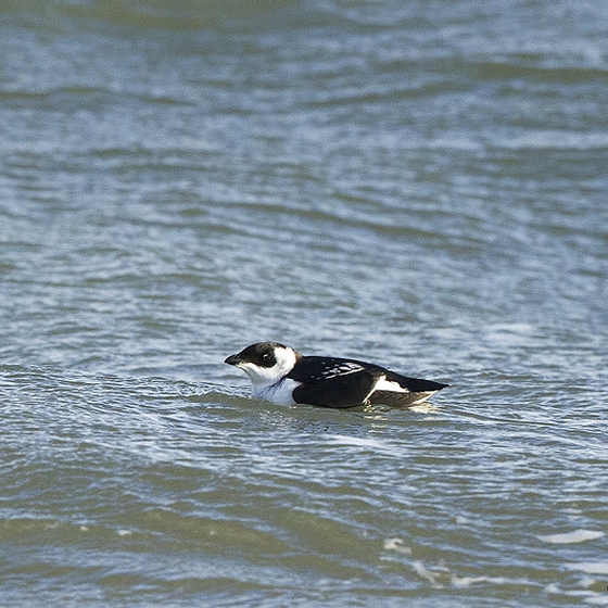 Little Auk, Yoav Perlman