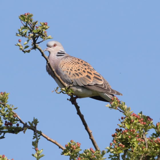 Turtle Dove, Liz Cutting