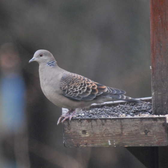 Oriental Turtle Dove, Neil Calbrade