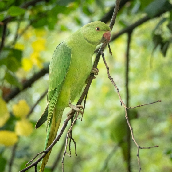 Ring-necked Parakeet, Sarah Kelman