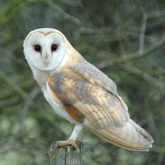 Barn Owl, Neil Calbrade