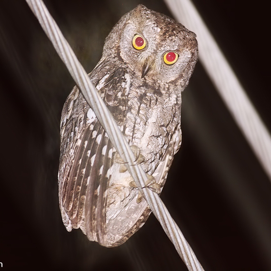 Scops Owl, Yoav Perlman