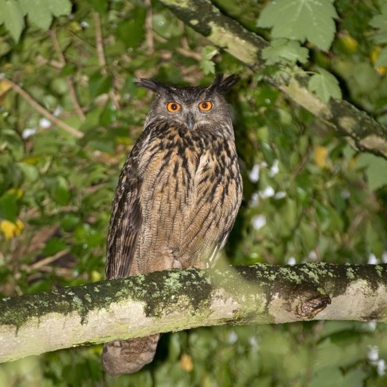 Eurasian Eagle-Owl, Chris Knights