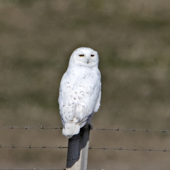 Snowy Owl, Graham Catley 