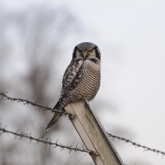 Hawk Owl, Neil Calbrade