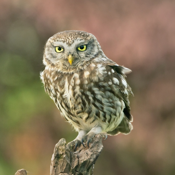 Little Owl, Edmund Fellowes
