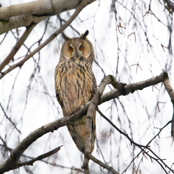 Long-eared Owl, Edmund Fellowes