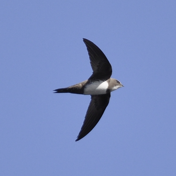 Alpine Swift, I A Ashworth