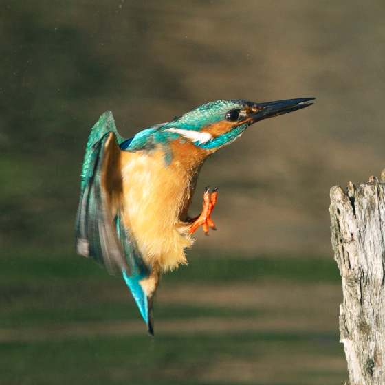 Kingfisher, Edmund Fellowes