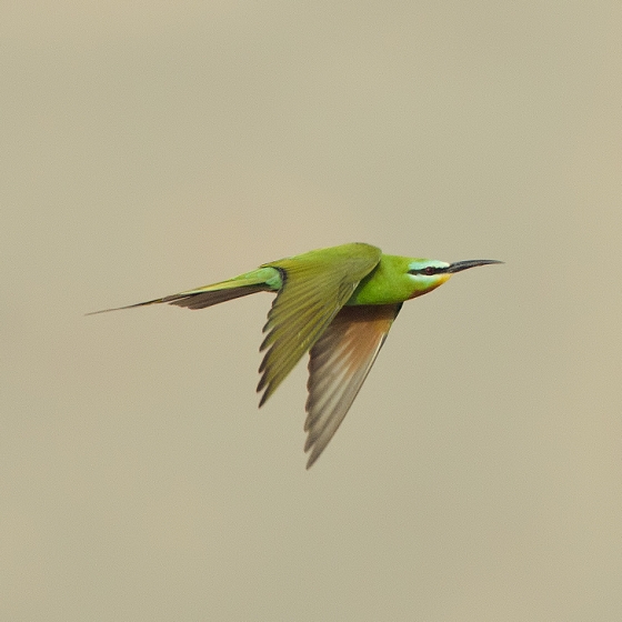 Blue-cheeked Bee-eater, Yoav Perlman