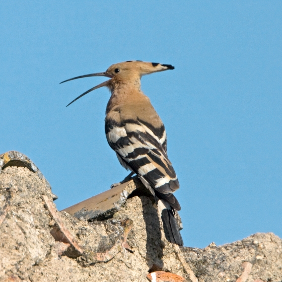 Hoopoe, John Harding