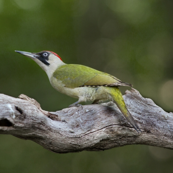 Green Woodpecker, Edmund Fellowes