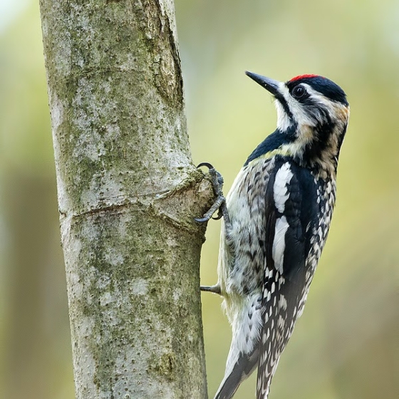 Yellow-bellied Sapsucker, Yoav Perlman