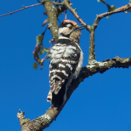 Lesser Spotted Woodpecker, Rick Ingham