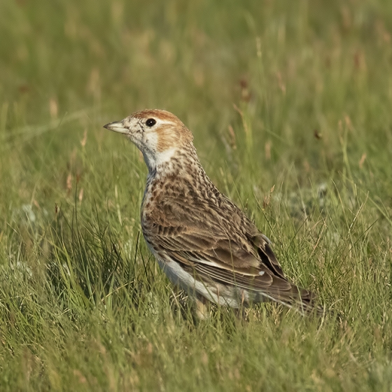 White-winged Lark, Yoav Perlman