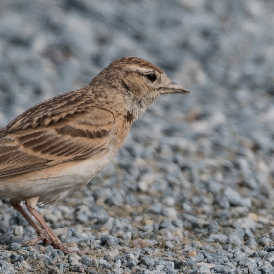 Short-toed Lark, Philip Croft 