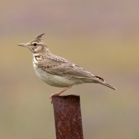 Crested Lark, John Harding