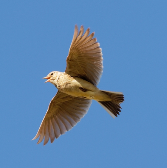 Skylark, Liz Cutting