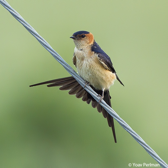 Red-rumped Swallow, Yoav Perlman