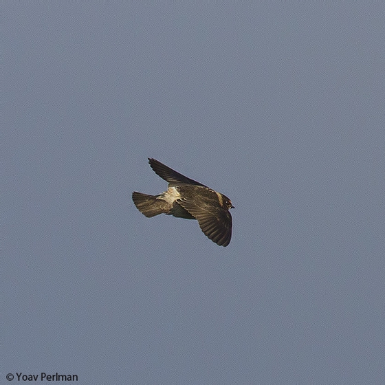 American Cliff Swallow, Yoav Perlman