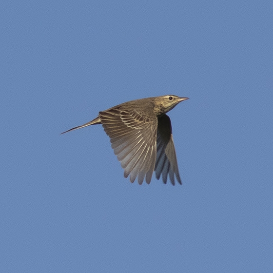 Richards Pipit, Yoav Perlman