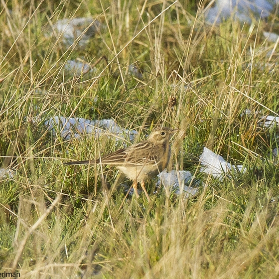 Blyths Pipit, Yoav Perlman