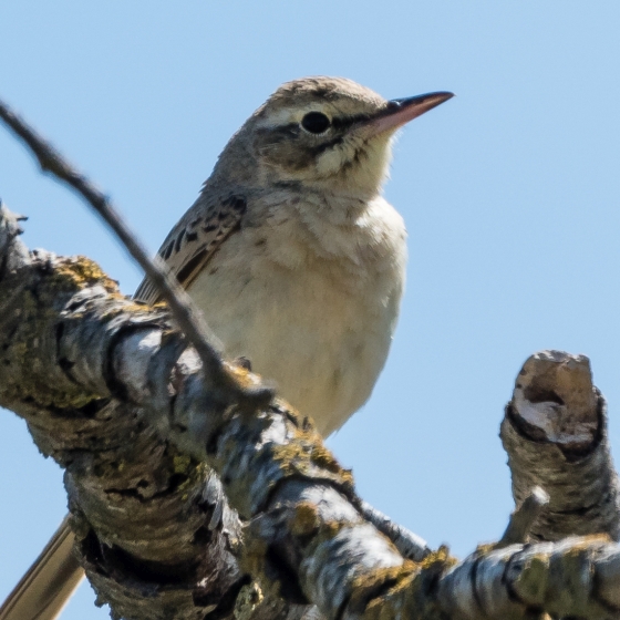 Tawny Pipit, Philip Croft